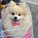 BALBARI(발바리) 이미지