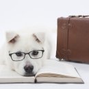 퍼스트 동물메디컬 센터 이미지