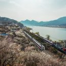 경남 양산시 원동 매화축제 열차 교행 풍경 이미지