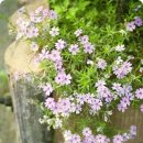 꽃들의 미소 이미지