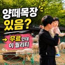 공원 | 인천 늘솔길공원 양떼목장 | 아기랑 갈만한곳 무료 공원 후기