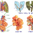 숨 참의 치료 기적 - 만성 폐쇄성 폐 질환 치료에서 음식의 모든 것 이미지