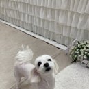 킴스펫살롱 이미지