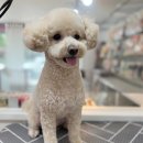 푸숑푸숑 이미지