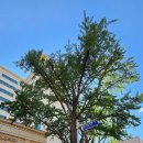 용산-231 이미지