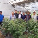 백마 농장2 이미지