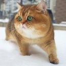 댕댕# 브런치