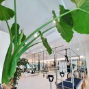 라포레필라테스 - 수원시 팔달구 효원로 278 | 라포레필라테스