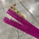 2026 메가주에서 피카고 애자일2 사온 후기