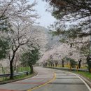 씨유 마장호수유원지점 | 한 주 늦게 만나는 벚꽃, 파주 마장호수 감사교육원 힐링 산책길