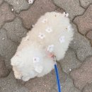 리니 Daum카페