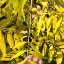 피칸묘목 페칸나무 11월 현황 단풍, 열매 (서양호두) 이미지