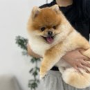 강남펫살롱 | 송파 가락동 : 퍼플포우 펫살롱