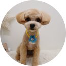 개들의 집 펫살롱 이미지