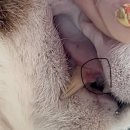화니덴탈 | [육묘일기] 치아 흡수성 병변으로 두 번째 발치 수술하게 된 미찌리 ㅠ.ㅠ