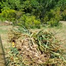 마늘 수확 / 한길타조농장 이미지