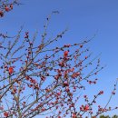 2025 섬 홍매화축제 | 홍매화의 섬 1004섬 신안 임자도 2025 섬 홍매화축제