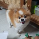 체인지펫미용 이미지