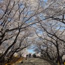 한국전력 공공자전거 보관소 | 인천 벚꽃 명소 3곳, 밤에 더 예쁜 자유공원과 SK화학단지 비밀의 정원, 인생샷 포토존 벚꽃 명당자리...