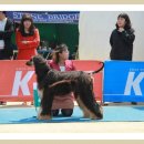 카사노바에리켄넬 이미지