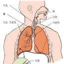 건강하게 숨쉬고 삽시다! 4월은 천식환자가 병원을 많이 찾는 달, 기관지 천식의 진단과 치료 / 알레르기내과 최동철 교수 / 천식 명의 / 소아 천식 / 천식 증상 이미지