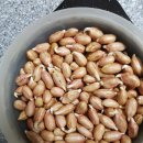 보광농원 | 땅콩새싹틔우기방글이농원