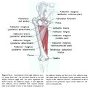 대퇴내전근(치골근, 단내전근, 장내전근, 대내전근, 박근)에 대하여 이미지