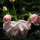 곡성세계장미축제장 이미지