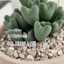 축전 | 직원선물추천 공기정화식물 미니화분 스투키 축전 납품 후기