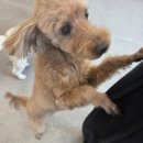 오늘의 댕댕 | 오산 애견카페 댕댕아학교가자🐶 강아지 5마리 애견미용 다견가정 솔직후기