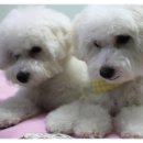 똥꼬발랄 이미지