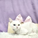 3340 | 고양이 미용 해도 될까요 ? 대전 고양이 미용실 &amp; 호텔 페르시안캣~