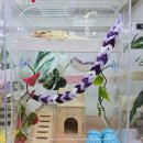 판다킹 | [부천파충류샵] 아이랑 가기 좋은 부천파충류샵 오구이뽀 도마뱀 등촌칼국수중동점 후기