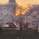 발안천 산책로 | 서울 근교, 발안천 벚꽃 축제! 만개한 벚꽃 보러 가요-!