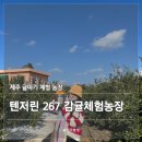 다운 농장 | [제주 제주시] 텐저린267 감귤체험농장｜제주 귤따기 체험 귤농장 다녀온 솔직후기(내돈내산)