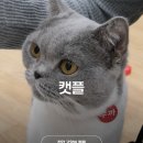 아이캔커피불당프라디움점 | 천안 아이랑 가볼만한곳 신부동 놀거리 고양이 카페 캣플