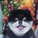 멍했냥 평택본점 이미지