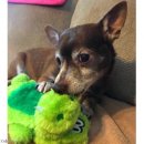 우리강아지 이미지