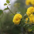 미소화원 이미지