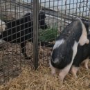 저팔계농장 이미지