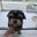 짱구 애견 하우스 이미지