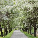 이팝나무길 이미지