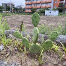 어반트리 민박 이미지