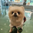 안다랜드 이미지