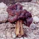 독버섯과 식용버섯의 구별(필독) 이미지