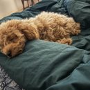 라라도그 이미지