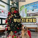 어서와~이런 진로수업은 처음이지? | 부산경남 초중고등학교 진로체험 후기｜학생들과 함께한 반려견 훈련사 진로수업