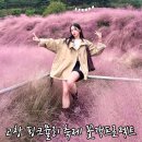 꽃 | 고창 핑크뮬리 축제 꽃객프로젝트 가을 꽃구경 후기