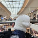 단아한펫 이미지