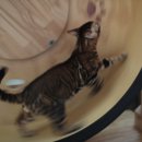 소유뱅갈캐터리 이미지